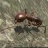 蚂蚁模拟3D V2.8.5 安卓版