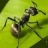 行星蚂蚁 V1.0 安卓版
