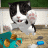 猫咪模拟器 V4.7.1 安卓版
