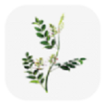 中药植物百科 V2.0.1 安卓版