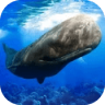 抹香鲸模拟器 V1.0.1 安卓版